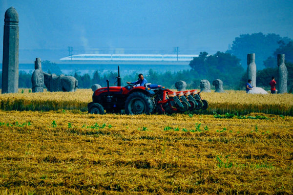 A farmer glances behind him as he drives a large red combine harvester through a half-harvested field littered with yellowed stalks of plants, and studded with massive stone statues. A ultra-modern high-speed train speeds by in the distance.