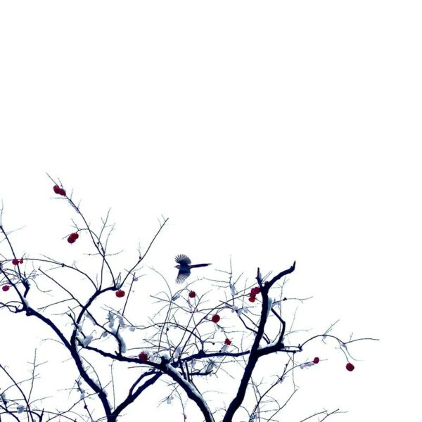 Silhouetted against a white sky, a bird soars over the snow-covered branches of a tree bearing red fruit.