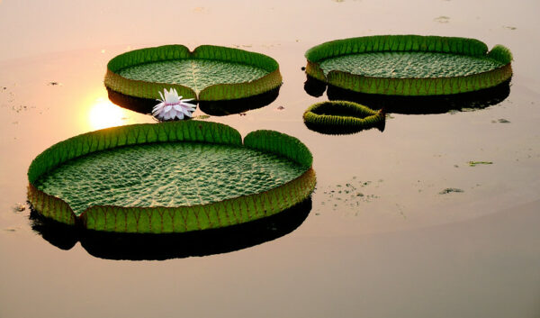 Photo: Baiyangdian lotus in different poses and with different expressions, by llee_wu