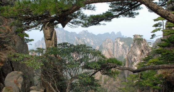 Photo: Huang Shan pines and rhododendron, by Nicholas Turland