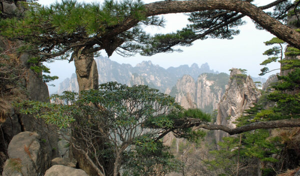 Photo: Huang Shan pines and rhododendron, by Nicholas Turland