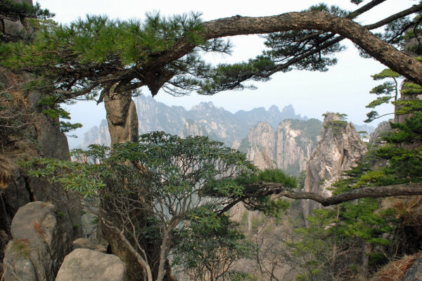 Several boulders, the horizontal branches of huge pine trees, and a large rhododendron seem to “frame” this image of the distant majestic landscape of Anhui’s Huangshan mountain range.