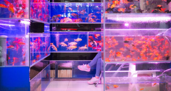 Photo: Xi’an | fish store, by Tauno Tõhk