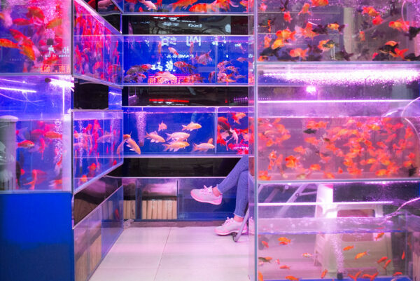 The walls of this fish store appear to be made entirely of translucent tanks filled with brilliantly colored goldfish. Only the shopkeeper’s lower legs - clad in blue jeans and pink tennis shoes - peek out from behind the tanks.