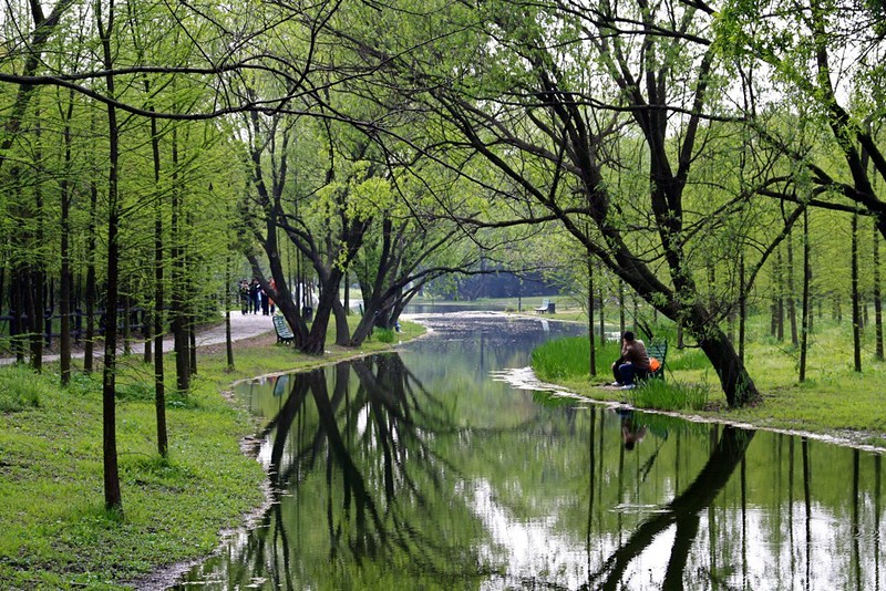 A man sits on a bench beneath the leafy green trees and narrow winding stream of Forest Park in Shanghai. 