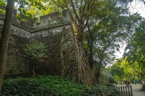A section of the moss-covered old city wall of Guangzhou is surrounded by greenery and an elaborate root system of a tree growing into the wall.