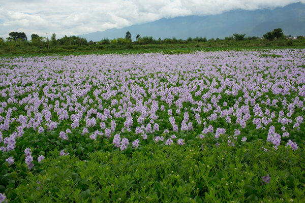 A field of lavender and purple wildflowers in exuberant bloom in Dali, Yunnan province. In the far distance are deep green, cloud-wreathed hills.