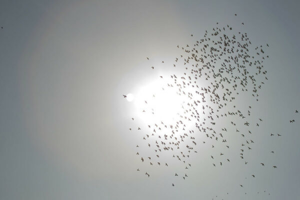Against the backdrop of the sun’s glowing orb, a flock of pigeons fill the sky.