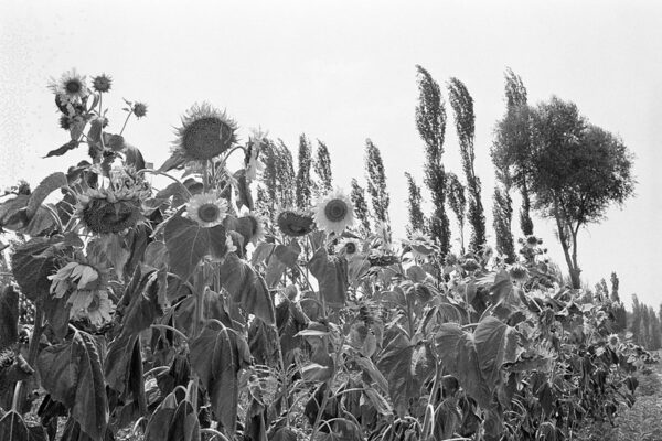 Tall trees tower in the background of a swathe of closely planted sunflowers of all shapes and sizes, most with their heads drooping toward the ground.