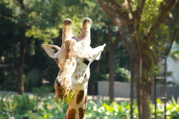 Photo: Guangzhou Zoo, by Mathias Apitz