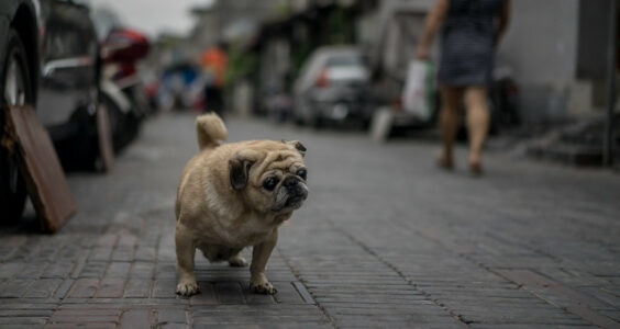 Photo: Where to? A pug looks lost in a hutong in Beijing, by Jens Schott Knudsen