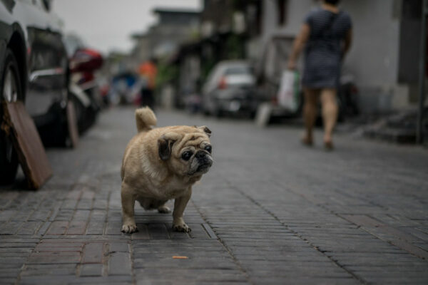 A ground-level photo of an adorably wrinkly pug walking along a brick-paved alleyway. The people, cars, and houses in the background are slightly blurred, drawing our focus to the dog.