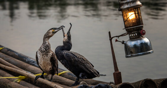 Photo: Fishing Cormorants, Yangshuo, by Rod Waddington