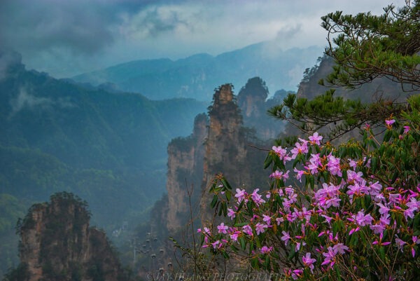 A profusion of dark pink azaleas bloom in the foreground of this dramatic vista of Zhangjiajie National Forest Park in Hunan Province, whose pinnacle-shaped peaks are wreathed in mist and covered with trees and lush vegetation.
