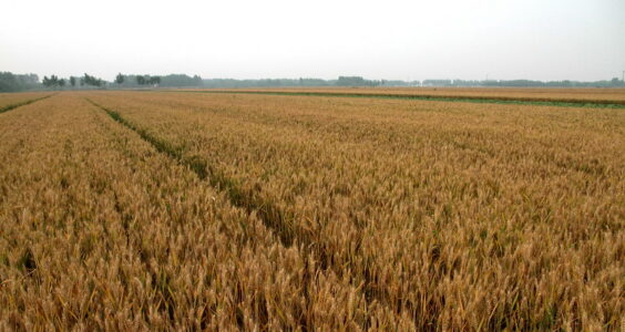 Photo: 麦田, Wheat Field, by FloraFeb