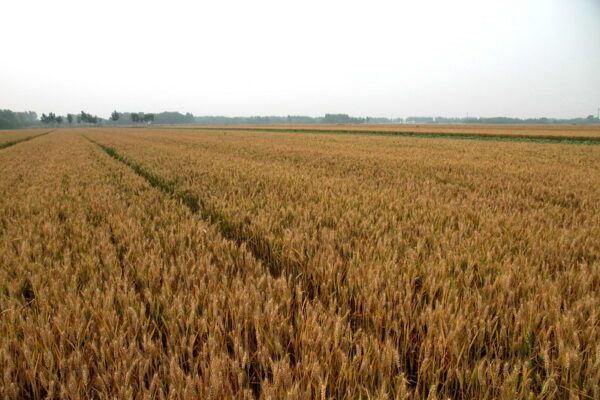 Photo: 麦田, Wheat Field, by FloraFeb