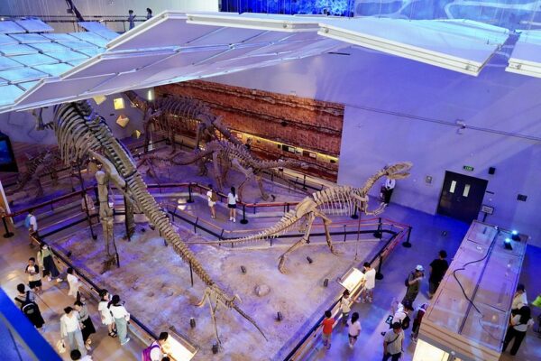 A bird’s-eye view of a museum display floor with at least five full dinosaur skeletons, and many museum-goers of all ages looking at the dinosaur skeletons or various other exhibitions.