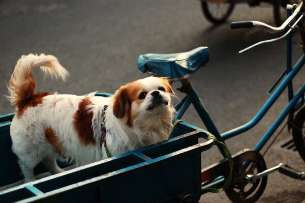 A small brown and white dog with a fluffy tail, floppy ears, and slightly squished nose gazes adorably from the blue metal cargo bed attached to the back of a bicycle.