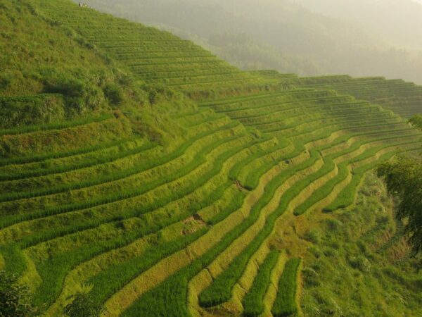 Rolling hills covered with long, narrow, terraced rice paddies—in shades of deep green, fern green, and a paler greenish-yellow—undulate into the distance, fading into the misty mountains behind them.