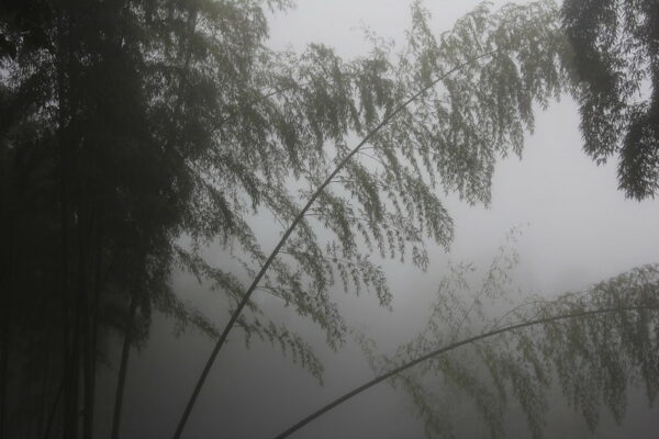 Narrow trees with fern-like leaves are seen in silhouette against a heavy fog.
