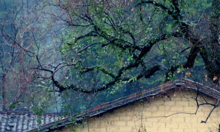 Photo: old tree, old house, by Xianyi Shen