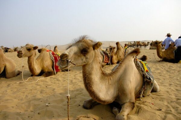 A group of camels draped with colorful saddle-blankets appear to be at rest, kneeling in the desert sands of Xiangshawan (Resonant Dune Bay) in Ordos, Inner Mongolia. A group of standing camels and two men in light blue long-sleeved shirts and hats are visible in the background.