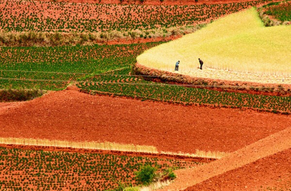 Two human figures look very tiny standing in a pale yellow wheat field, surrounded by a patchwork of other fields—some fallow, some green with various crops, and all displaying the rich, reddish-orange soil that Dongchuan, Yunnan province is famed for.