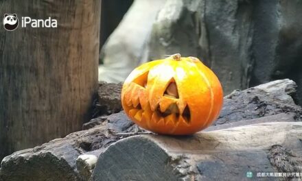 Photo: Untitled (Pumpkin Carving by Chinese Panda Caretakers in Chengdu), by Gina Koo