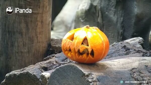 Photo: Untitled (Pumpkin Carving by Chinese Panda Caretakers in Chengdu), by Gina Koo