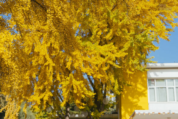 Photo: Colors of autumn, by QuantFoto