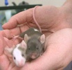  Personal Pets Mice Mice-1