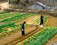 china-farm-agriculture-bg.jpg