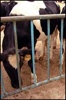  44148333 China Cow