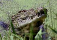 www.reuters.com-crocodile.jpg